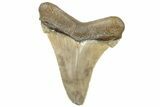 Serrated Angustidens Tooth - Megalodon Ancestor #308020-1